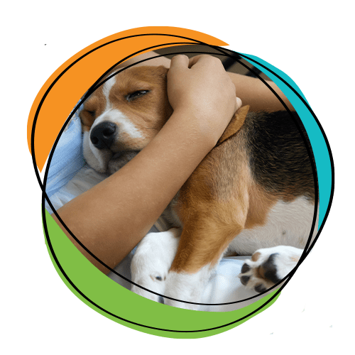 Caring For Sick Dog
