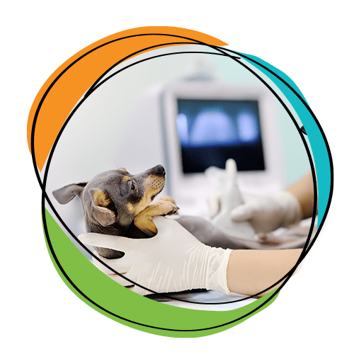 Cat And Dog X Ray And Diagnostics In Langhorne PA Pets Furst Urgent Care