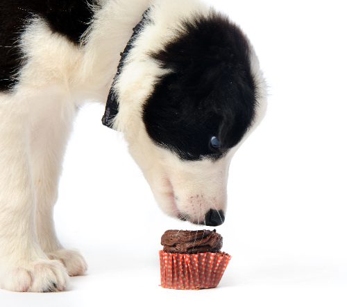 puppy-sniffing-chocolate-cupcake