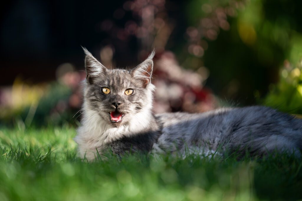 cat panting