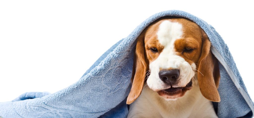 dog coughing