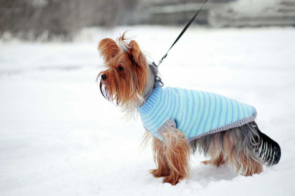dog being treated for hypothermia