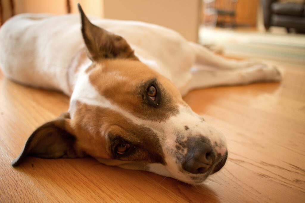 dog being lethargic
