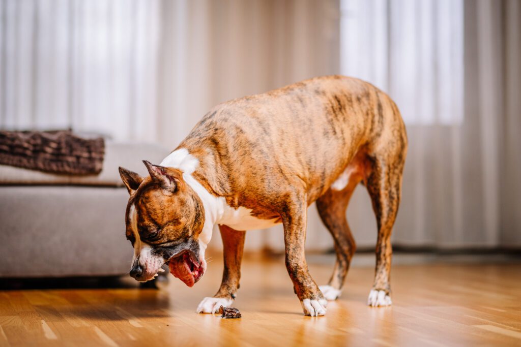 dog vomiting