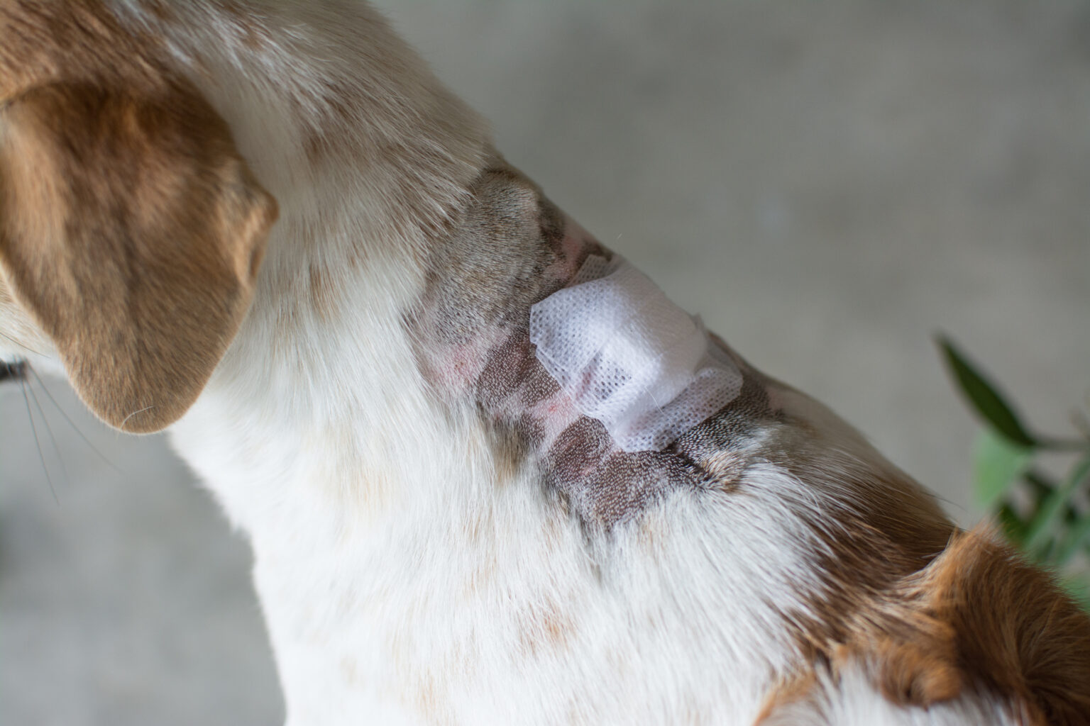 View of 10 Common Pet Emergencies in Langhorne, PA | Pets Furst Urgent Care