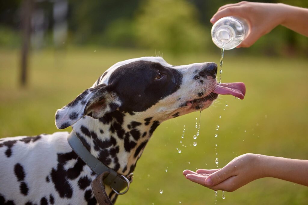 dehydrated dogs