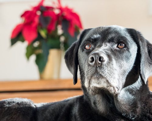 black-lab-dog-laying-down-with-poinsettia-plant-on-a-table-in-the-background