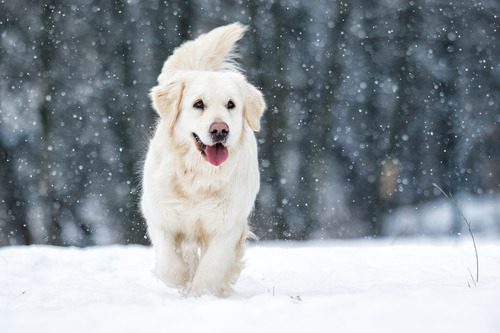 dog-walking-through-snowy-forest-in-winter