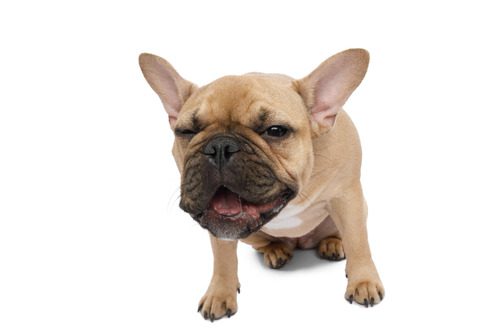 Kennel Cough: Causes, Symptoms and Treatment | Pets Furst Urgent Care