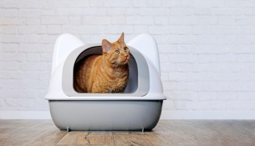 orange cat sitting in the litterbox looking sideways