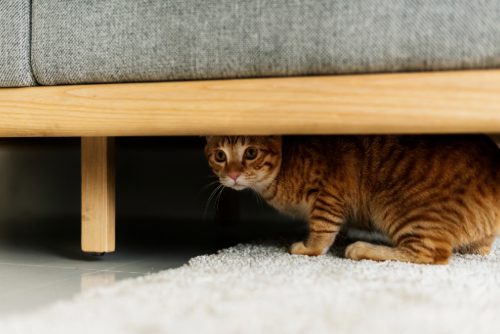 cat hiding under the couch