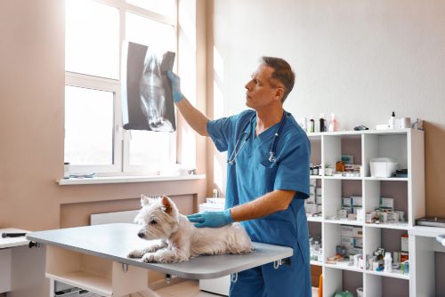male vet examining X-ray of small white dog at clinic