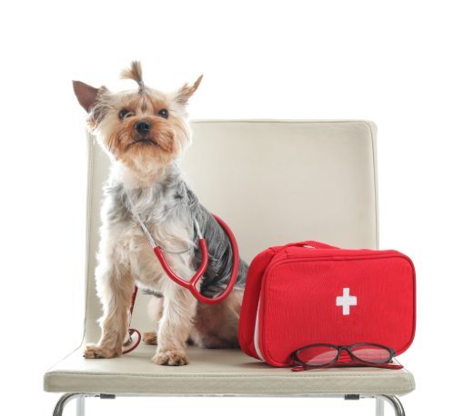 small dog wearing a stethoscope sitting on a chair next to a red first aid kit against a white background