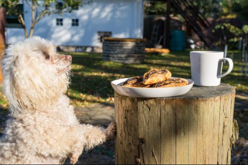 poodle dog trying to get to fresh cookies on a tree stump in the garden