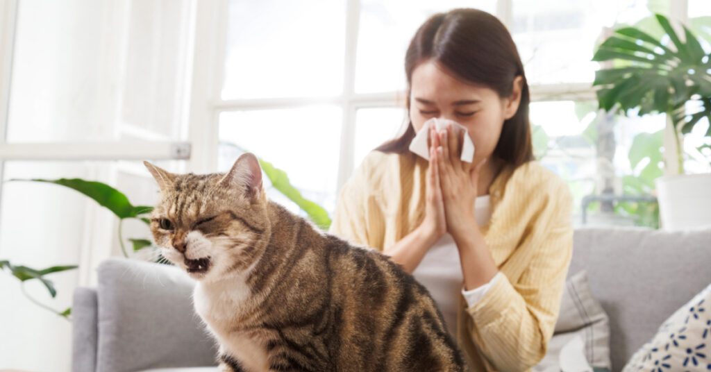 cat coughing while female owner sneezes behind it