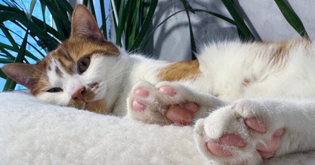 orange and white cat laying on its bed