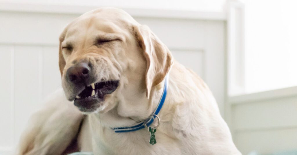 yellow labrador dog laying on the floor mid sneeze