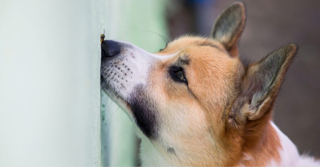 close up of corgi dog holding a bee against a wall with its nose