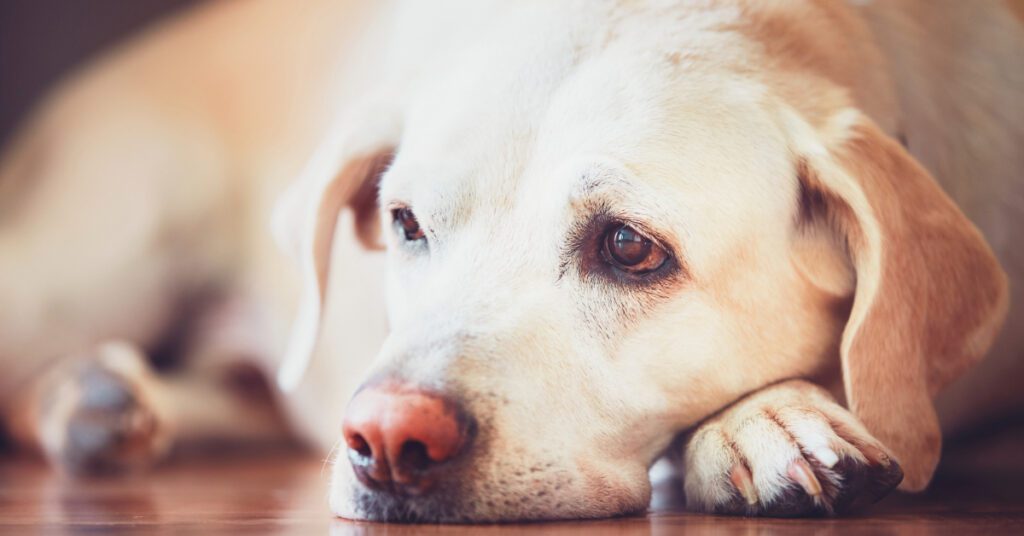 sick yellow labrador dog laying on the floor