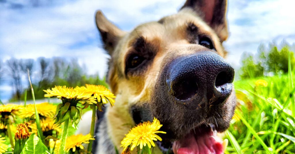 German shepherd dog sniffing dandelion flowers in a field