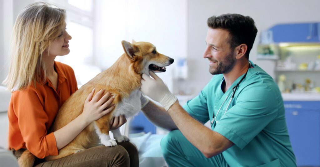 female owner holding corgi dog in her lap while male vet examines the dog at clinic