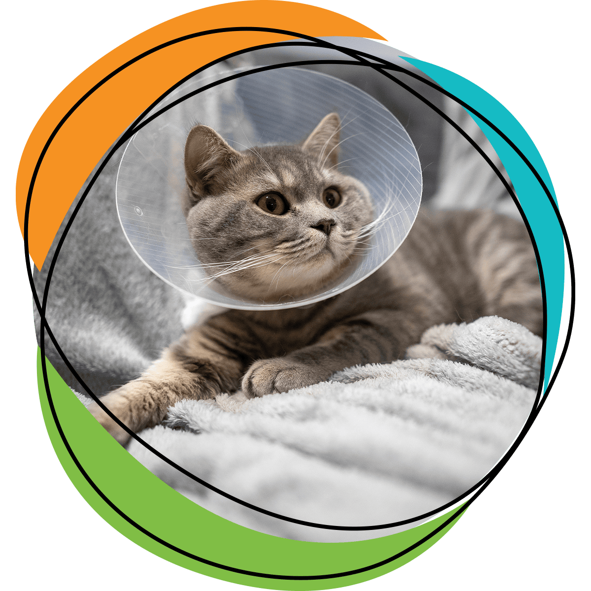 striped grey tabby cat wearing clear plastic cone around neck